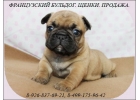 Французский бульдог, щенки палевого окраса