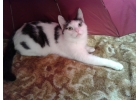 Отдам молодого кота